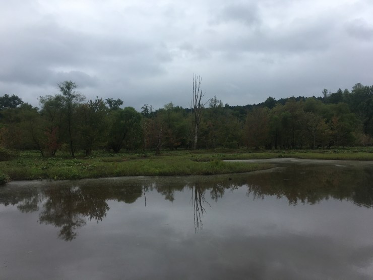 A marshy lake in front of a forest.