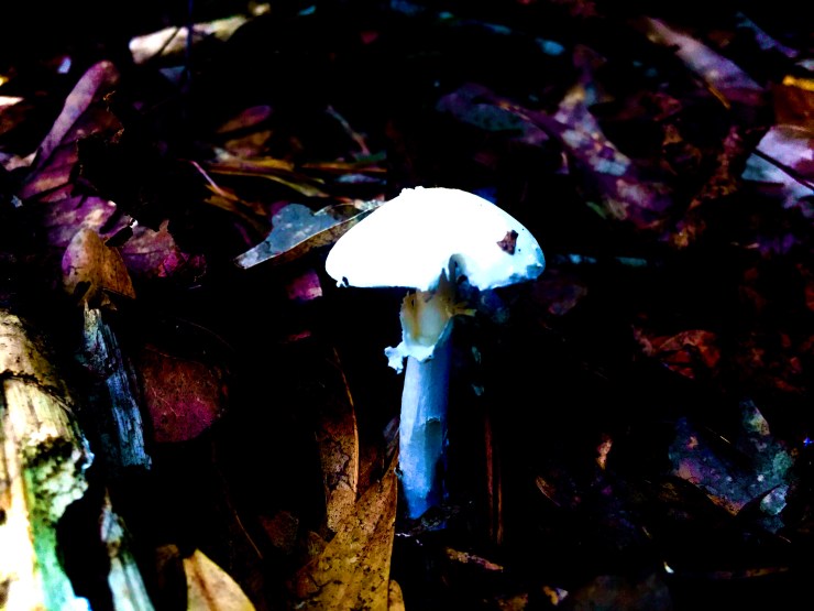 The destroying angel mushroom.