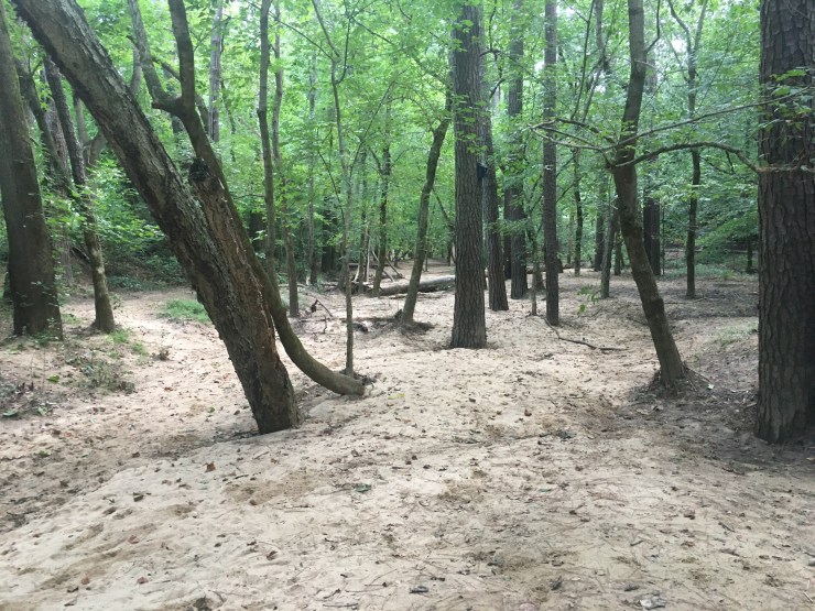 Oak trees on a riverbank.