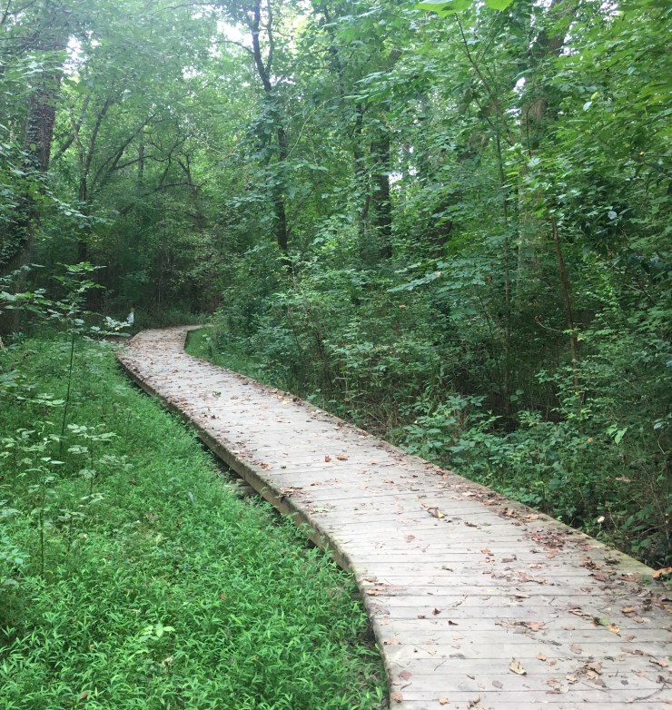 Boardwalk on wetlands.