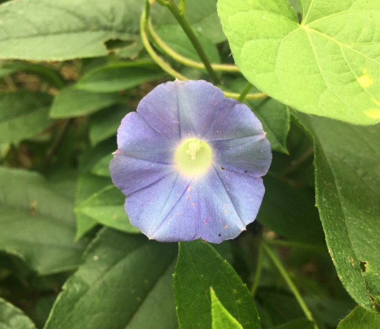 An ivy-leafed morning glory.