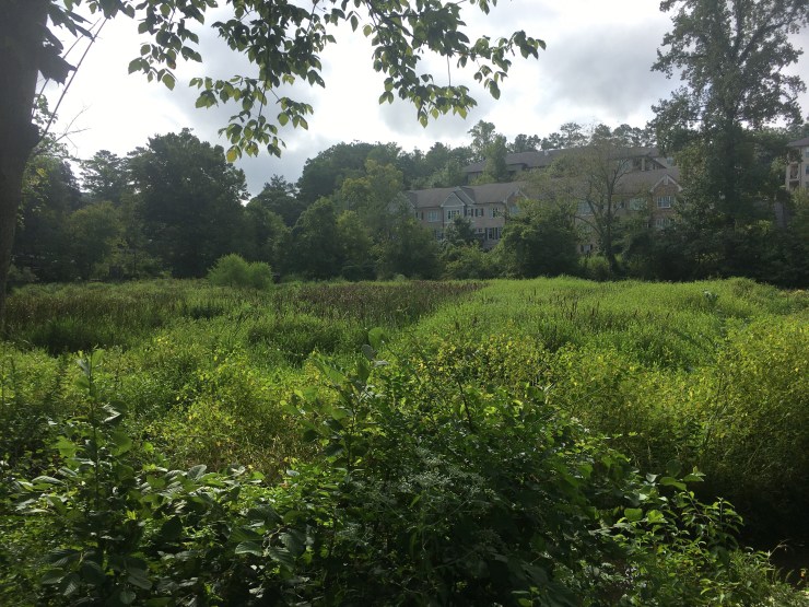 Meadow in front of apartment buildings.