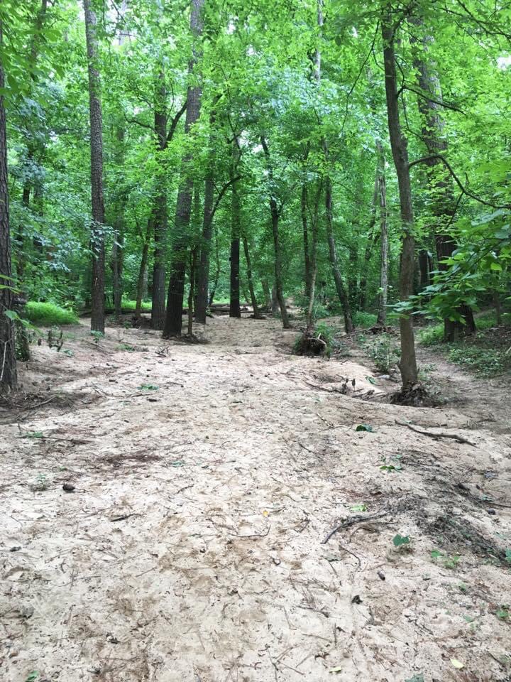 Oak trees rising out of a riverbank.