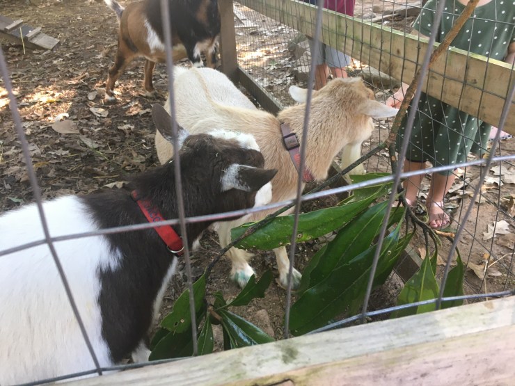Children feeding some goats.