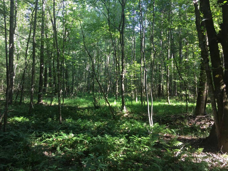 A forest of young trees.