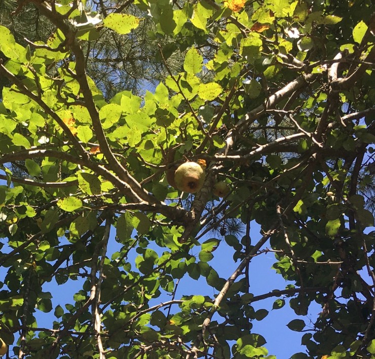A pear hanging from a pear tree branch.