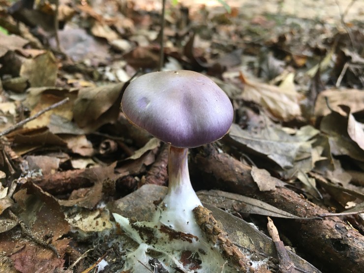 Purple mushroom with white stem.
