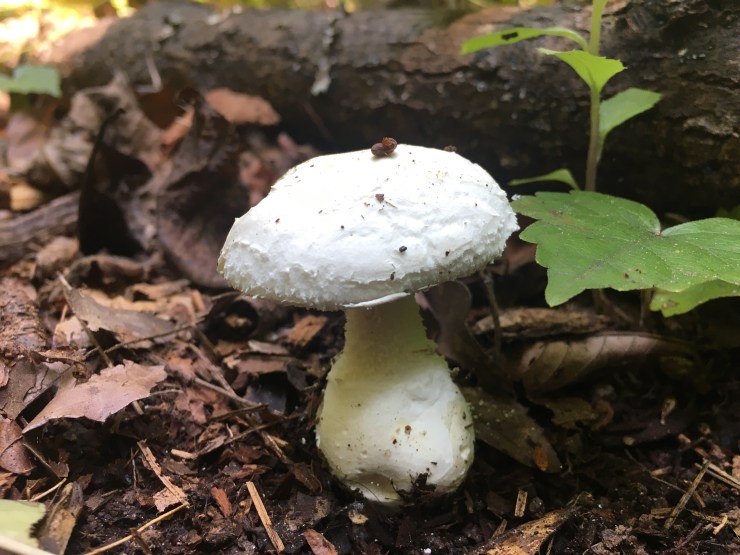 White mushroom with fat stem.