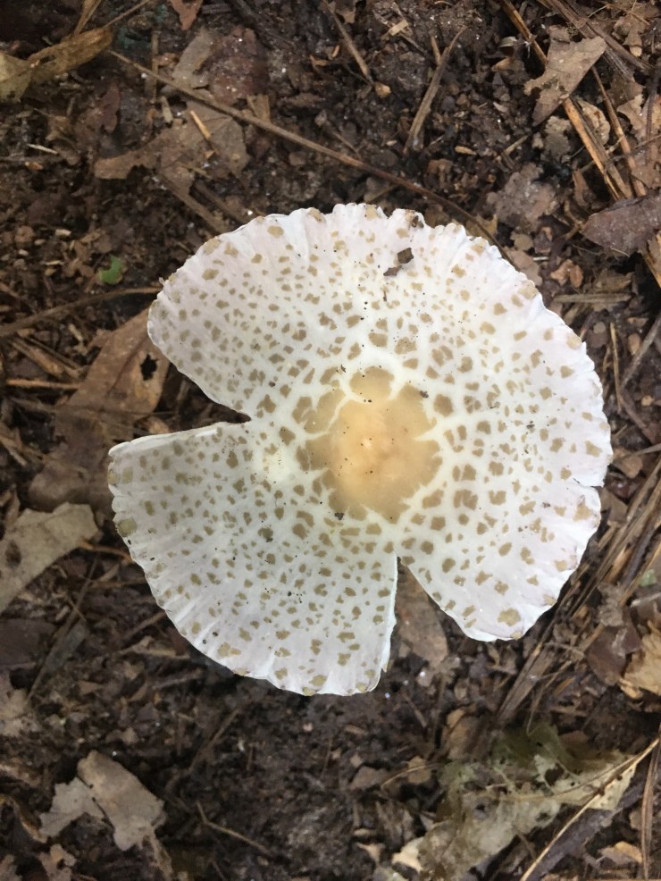 Spotted mushroom with torn cap.