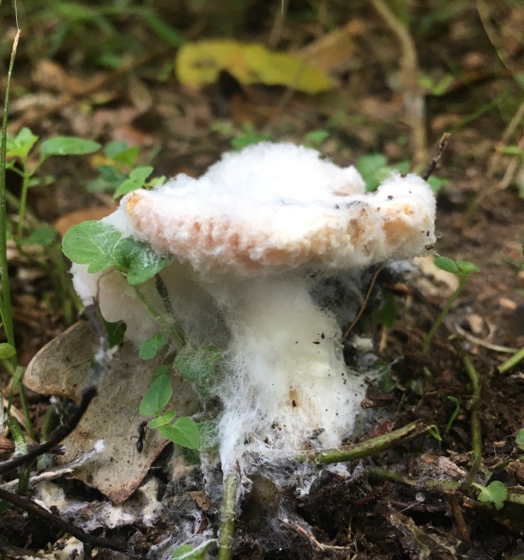 A bolete eating mushroom.
