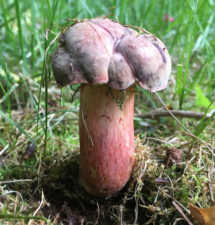 A red bolete mushroom.