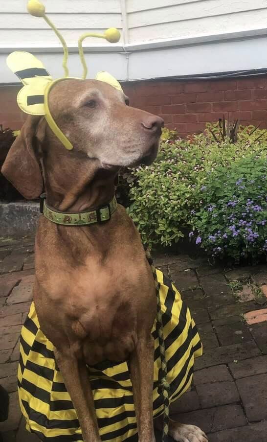Dog in bumblebee costume.