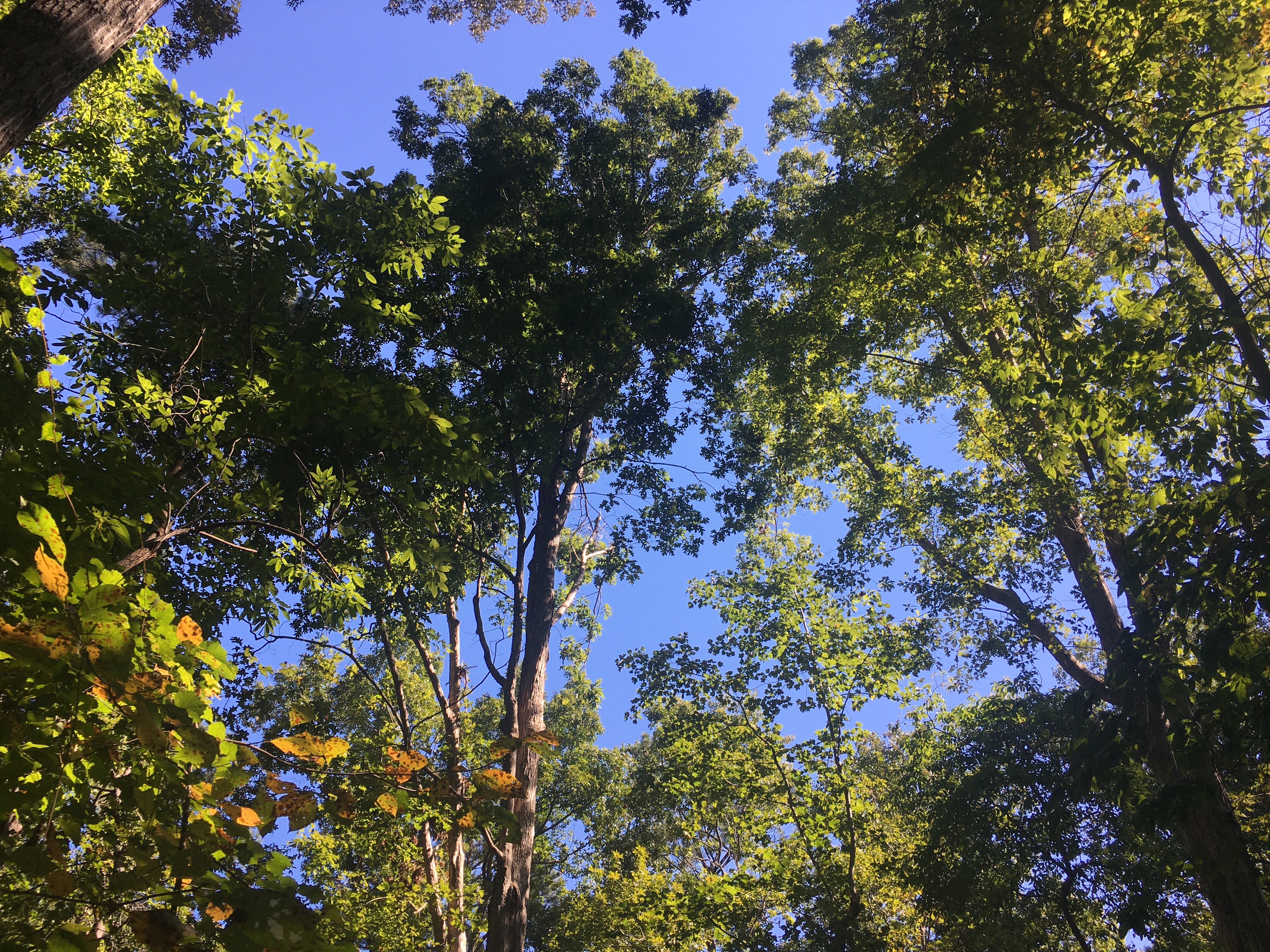 Trees rising up to clear blue skies.