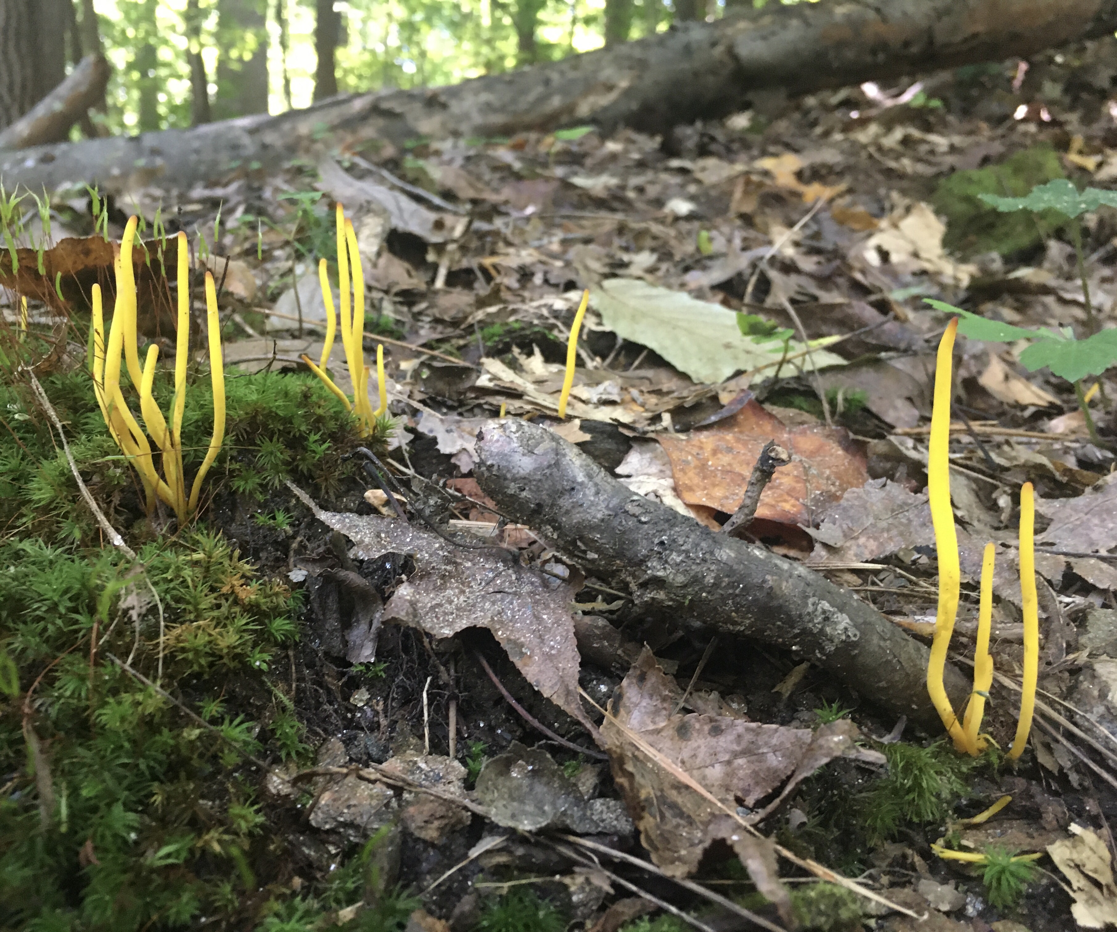 Yellow Sea bean shaped mushrooms.