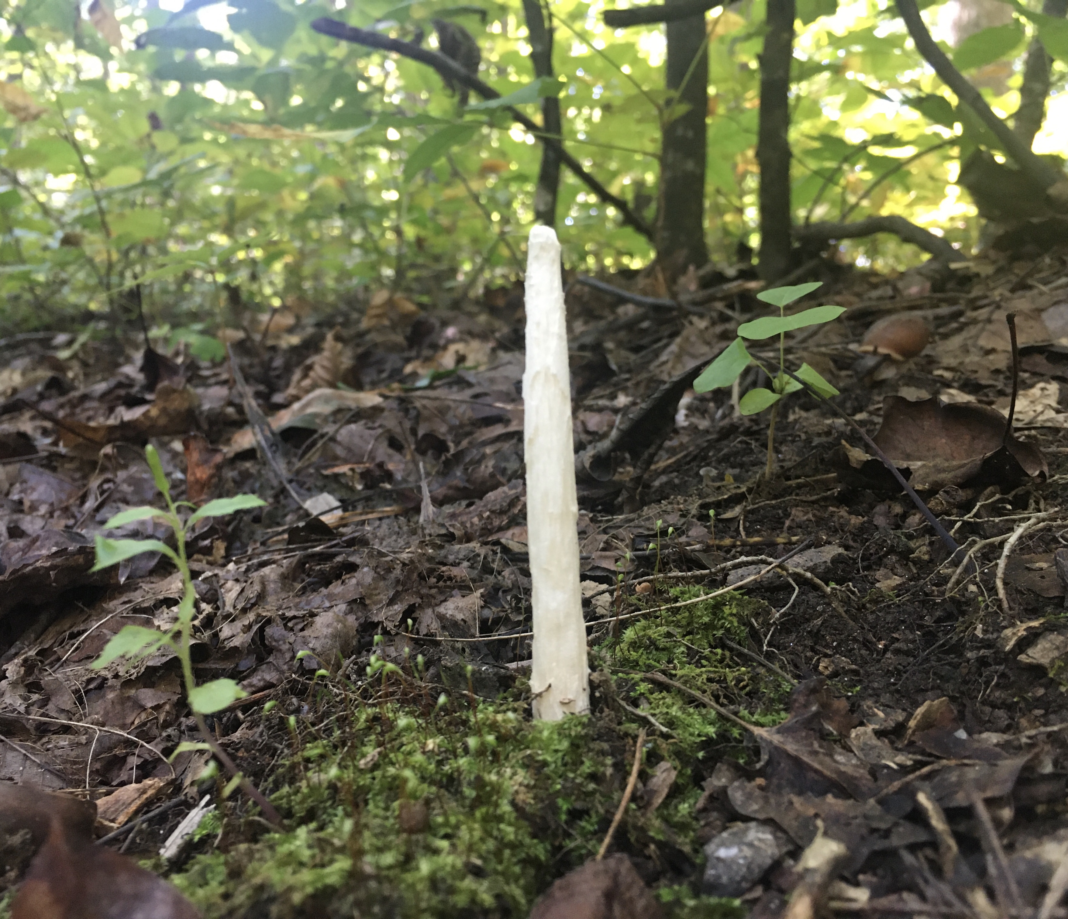 Young asparagus shaped mushroom.