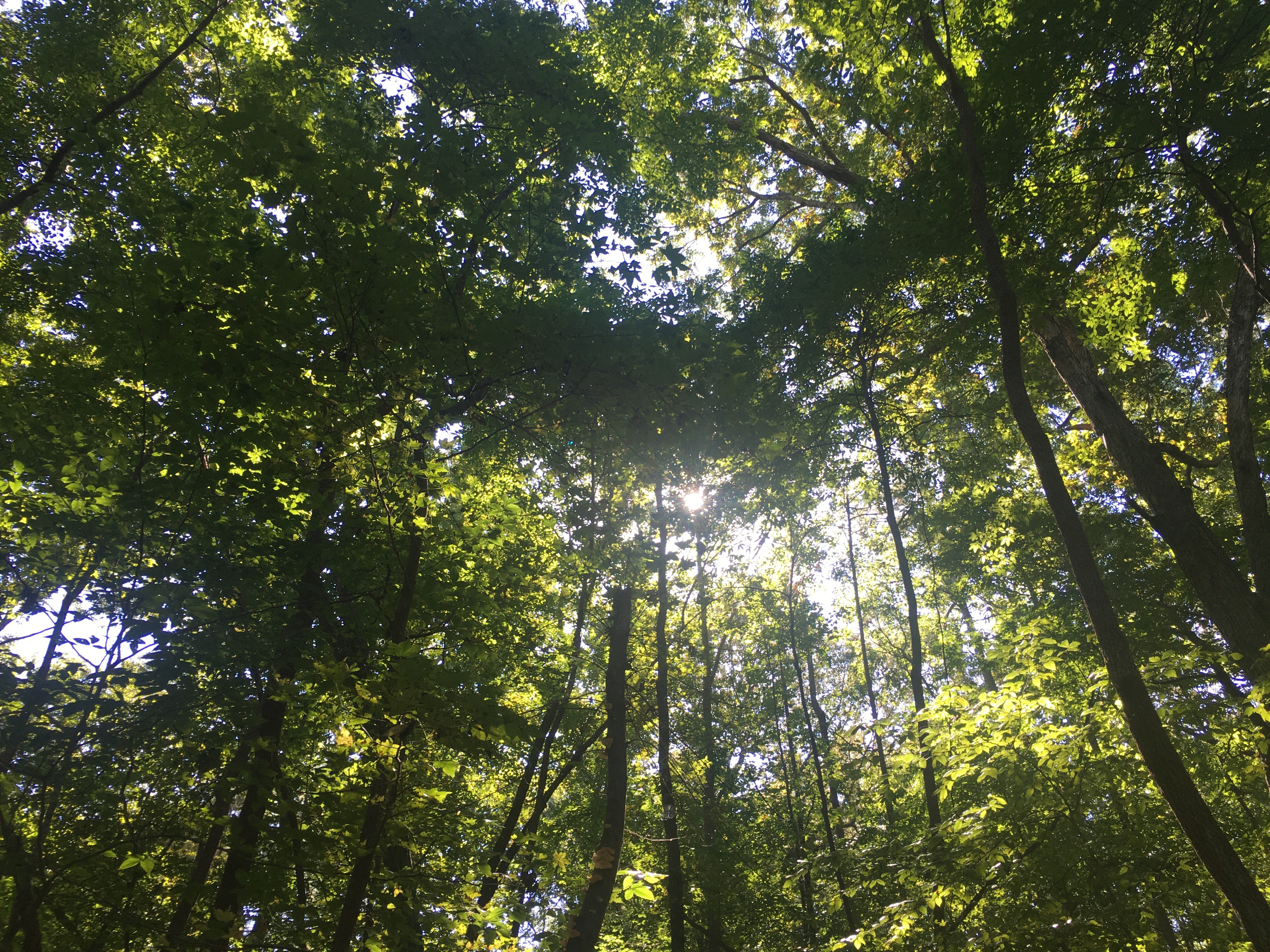 Sun shining through the forest.