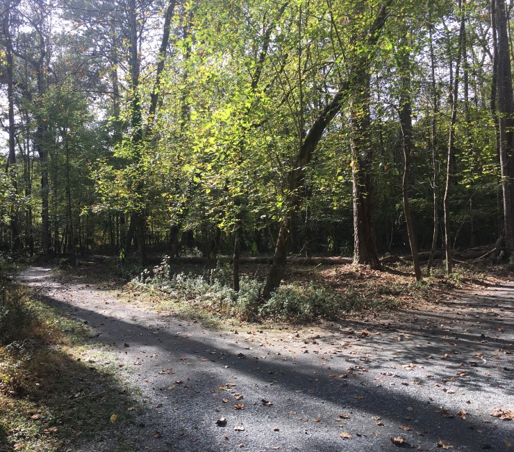 A trail forking in the forest.