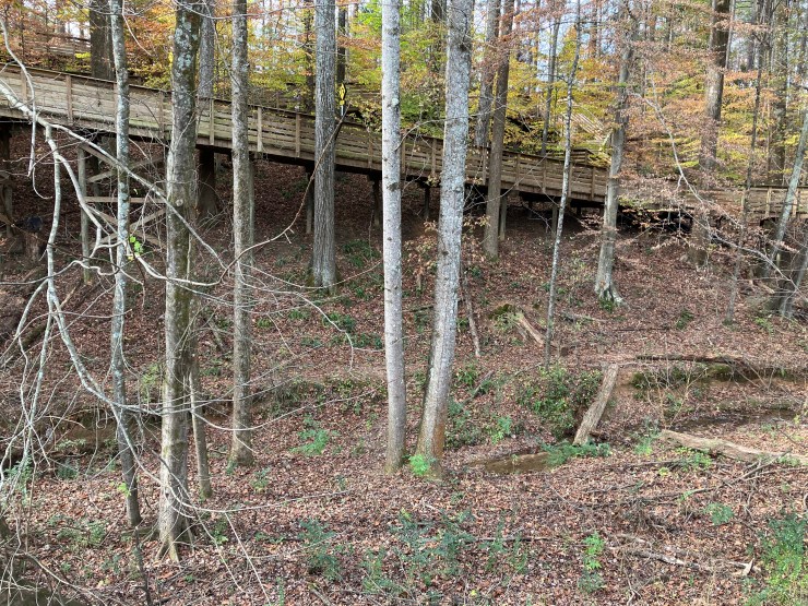 Forest in front of a boardwalk.