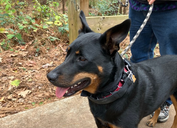 Happy dog standing still with its tongue out.