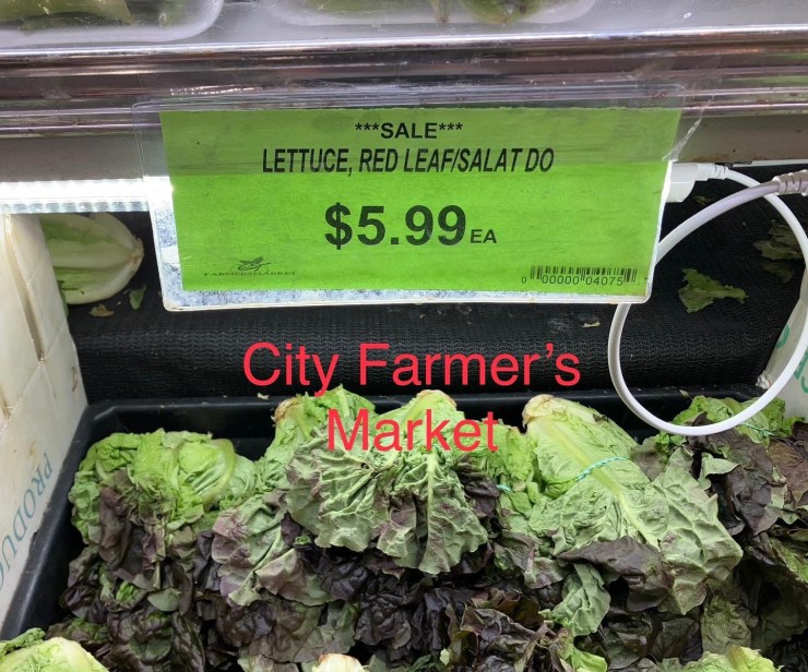 Lettuce at city farmers market.