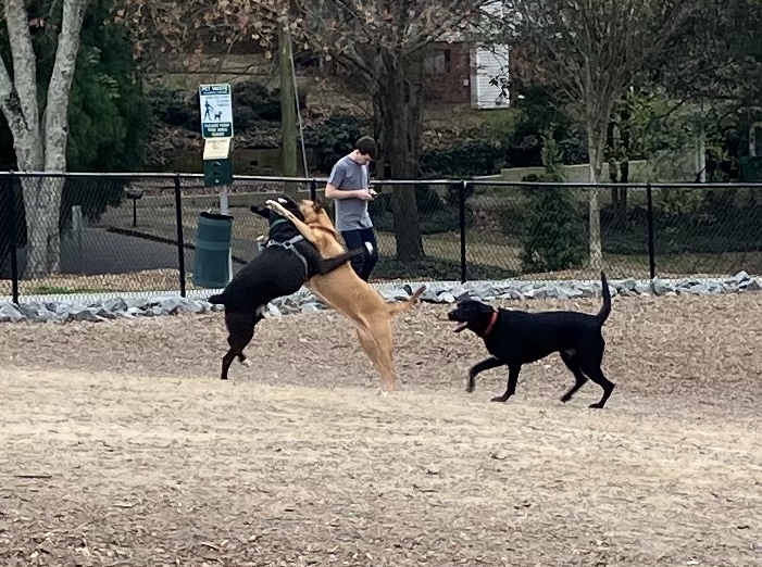 Dogs playing in a dog park.