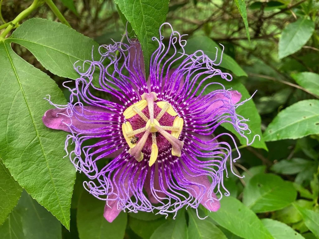 Purple passionflower.