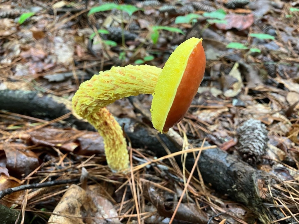 Yellow mushroom with a red cap.